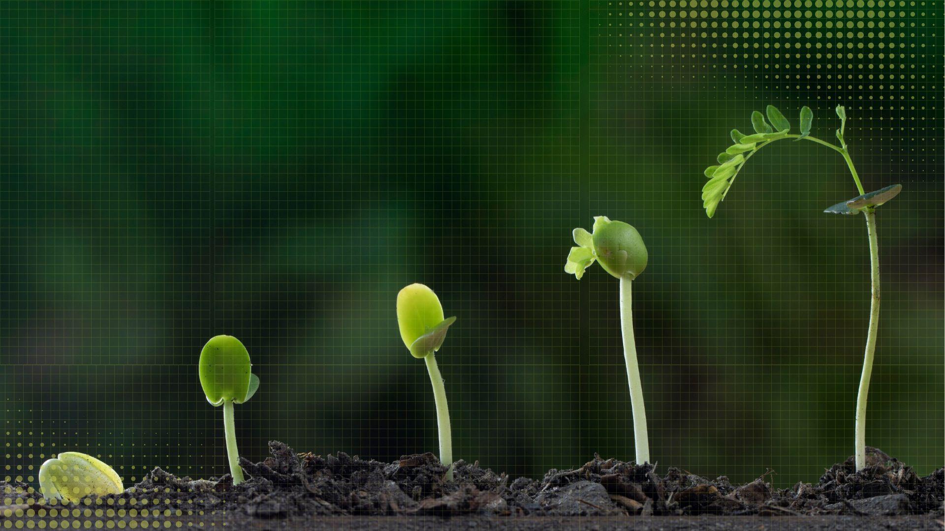 Search & Visibility Intelligence